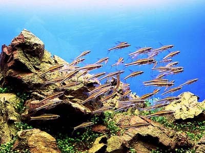 水族箱置景素材選擇實用指南