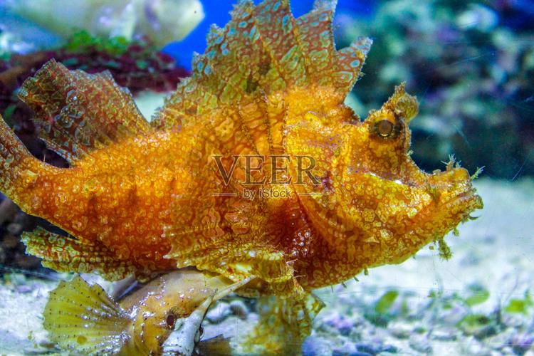水族箱中的海魚