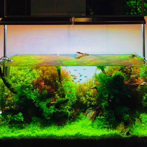 余你- 泡泡水族